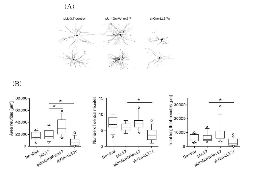 PGRN supports neurite outgrowth from primary adult DRG neurons in vitro. (A) Representative images demonstrate the morphology of neurons transduced with lentivirus particles expressing pUmGrn-lox3.7 (PGRN overexpression), shGrnpLL3.7c (PGRN silencing) or empty vector pLL-3.7. Neurons were immunostained with anti-NF200. (B) Quantitative analysis of the length and number of neurites and the area of the neurites. Only EGFP positive neurons extending neurites of > 2 fold length of the neuronal soma diameter were analyzed. The results are shown as box plots where the line indicates the median, the box the interquartile range, whiskers 5-95th percentile and open dots individual outliers (n = 15-19 neurons per group). *P <0.05, ANOVA with subsequent Bonferroni t-tests