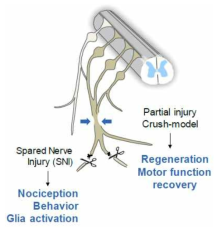 Nerve injury models. In the Spared Nerve Injury (SNI) model two branches of the sciatic nerve, the tibialis and peronaeus, are ligated and cut distally. The third branch, the suralis nerve, remains intact. The model produces robust neuropathic pain like behavior. In the Crush-Model the sciatic nerve is crushed for 25 seconds with blunt forceps. Myelin sheaths remain intact allowing reinnervation of skin and muscles. Sensory and motor functions recover over time. Neuromuscular junctions rebuild within 4-6 weeks. Enhanced nociceptive sensitivity outlasts the peripheral nerve regeneration