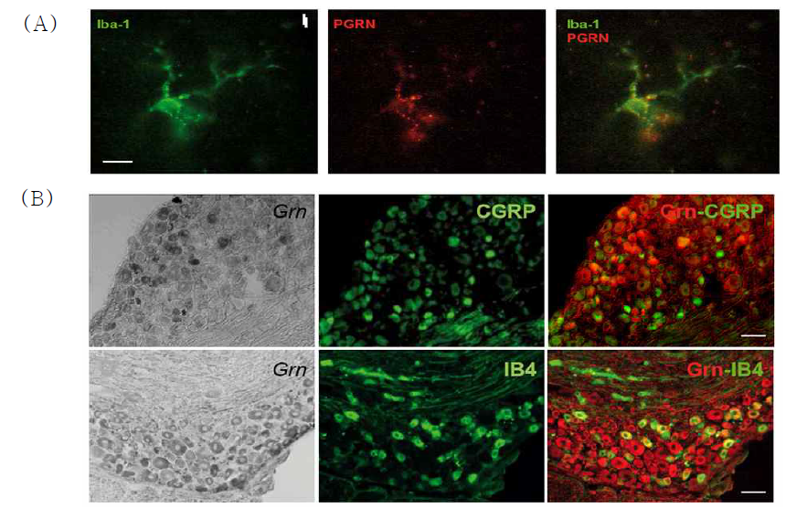 Expression of PGRN in primary sensory DRG neurons and microglia cells. (A) Co-staining of PGRN (red) and microglia activation marker Iba-1 (green) in the ventral horn of injured mice. (B) In situ hybridization of PGRN mRNA in naïve and co-immunostaining of neuronal specific markers. Unmyelinated neurons were detected with isolectin B4-FITC (IB4) and glutameteric fiber neurons were identified by immunostaining with anti-CGRP. Representative images of n=5 mice. Scale bars: 50μm(A) and 100μm(B)