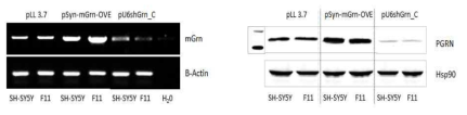 Regulation of progranulin expression mediated by lentiviral particles in neuronal cell lines in vitro. (A) Analysis of GFP expression by flow cytometry in SH-SY5Y neuroblastoma cells infected with lentivirus expressing mouse PGRN under neuron-specific promotor or shRNA against GRN. Transduction efficiency was > 90% on average. (B-C) Progranulin mRNA and protein expression in F11 hybridoma cells and SH-SY5Y transduced with control pLL-3.7, or pSyn-PGRN overexpressing viral paticles, or shGrn-LL3.7 progranulin silencing viral particles. β-actin and Hsp90 were used for normalization