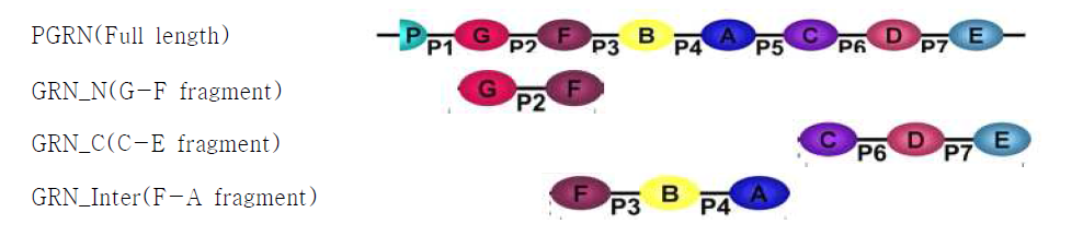 Schematic gram of PGRN or GRN fragments