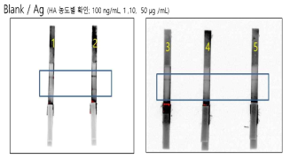 Influenza H1N1 HA을 이용한 선형 업컨버젼 형광 기반 측면유동 면역반응 1. Blank, 2. 100 ng/㎖, 3. 1 ㎍/㎖, 4. 10 ㎍/㎖, 5. 50 ㎍/㎖
