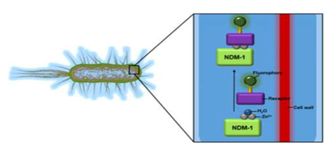 NDM-1효소와 강하게 상호작용하는 형광분자 모식도