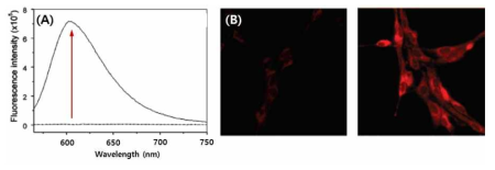 (A) 화합물 3과 beta-lactamase 혼합물의 형광스펙트럼 및 (B) Wild-type (좌)과 beta-lactamase transfected (우) C6 glioma cells 에서의 형광이미지