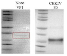 치쿤구니아와 노로바이러스 진단용 단클론 항체의 각 항원에 대한 Western blot 결과