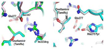 단독 돌연변이 단백질 구조 모델링 및 비교