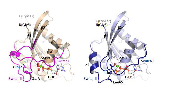 Mimivirus GTPase 단백질 삼차구조 (좌측-GDP 결합 구조, 우측-GTP 결합 구조)