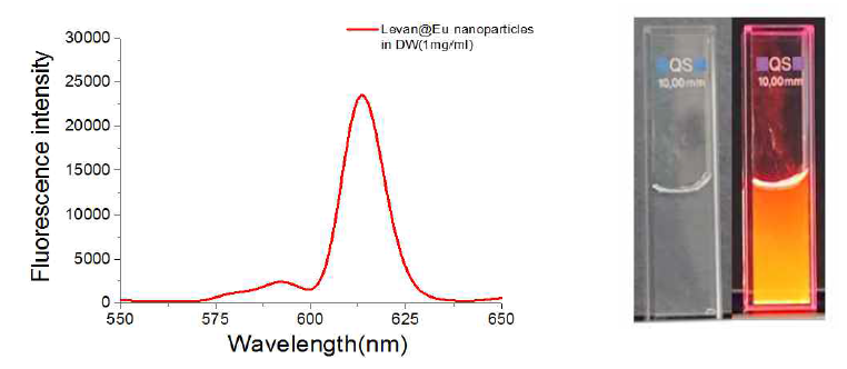 Levan@Eu 나노입자의 Fluorescence spectrum & UV lamp 조사 전/후(365nm)