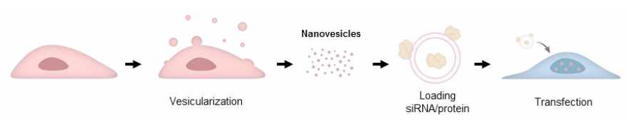 siRNA 전달을 위한 나노입자체 제작 및 lncRNA knockdown hiPSC 모델 구축