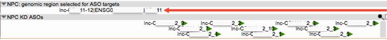 각 lncRNA 타겟의 의한 ASO 위치 예시