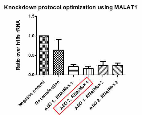 ASO, transfection reagent 농도 최적화 실험 결과