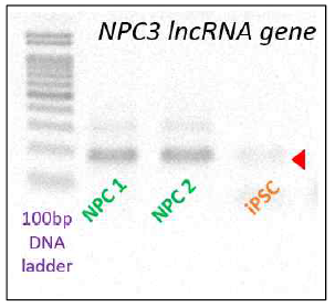 qPCR primer 의 세포타입-특이성을 증명함