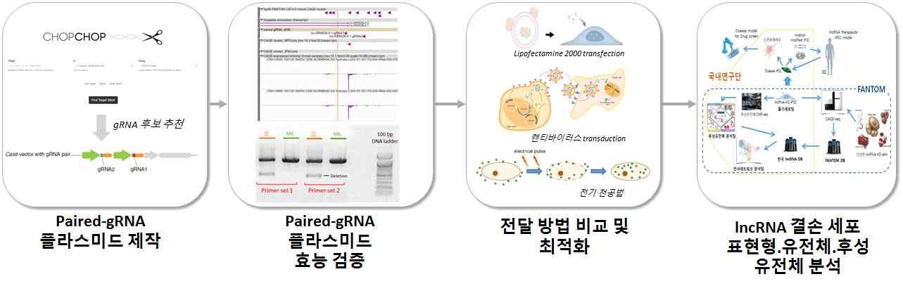 이중-가이드 이용한 lncRNA 결손 실험 진행구도 및 진도