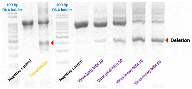 두 plasmid 전달 방법을 PCR로 인해 지정된 지역 제거 후 효율을 비교한 결과