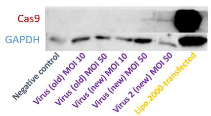 cas9 단백질 양을 western blot 으로 비교한 결과