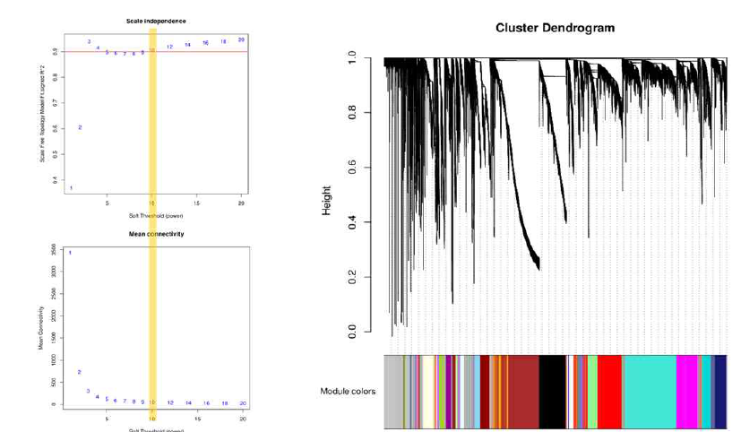 Co-expression module 결과 (왼쪽: Scale independence & Mean connectivity, 오른쪽: cluster Dendrogram)