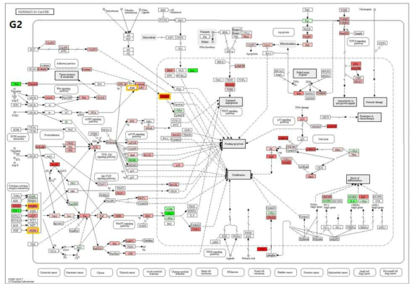 group 2에 대한 특이적인 pathway in cancer (빨강: 발현 높음, 초록: 발현 낮음, 주황: G2 특이적으로 발현하는 유전자들)