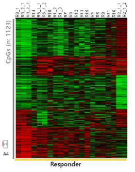 DM Responder - non-responder를 제한 차이나는 methylation에 대한 heatmap