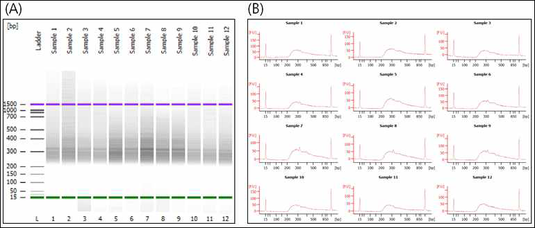 RNA-seq library size 분포 확인. (A) Electrophoresis file run summary 파일 및 (B) Electropherogram summary 파일