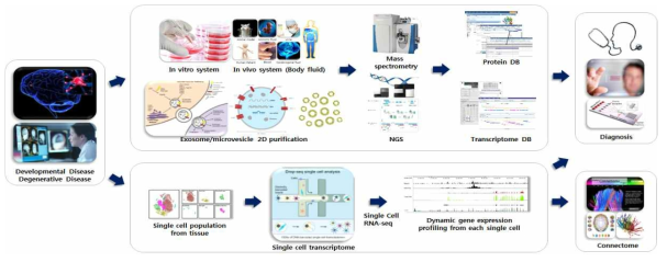 엑소좀 분리 정제 후 단백체, 전사체 분석을 통한 DB 구축, 진단 및 커넥톰 등의 적용 전략