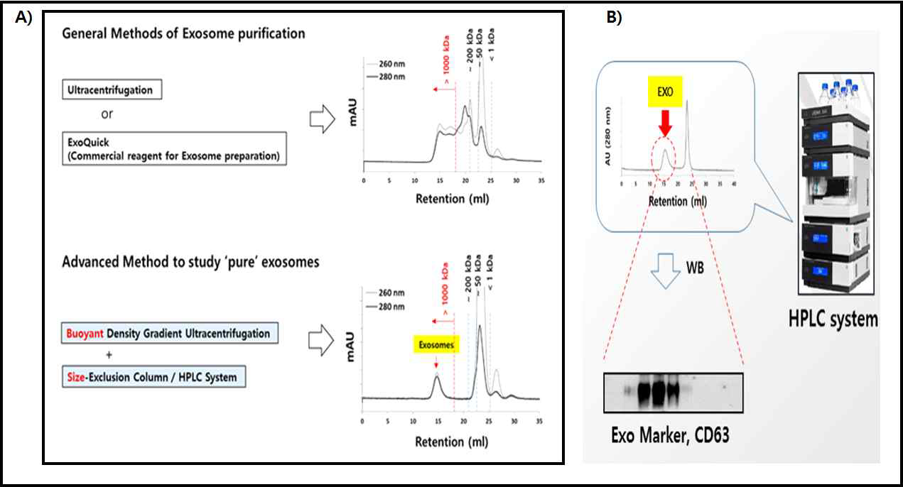 초고순도 엑소좀 분리 A) 2차원 분리법에 의한 엑소좀 정제 B) SEC-HPLC systeme을 도입한 엑소좀 분리