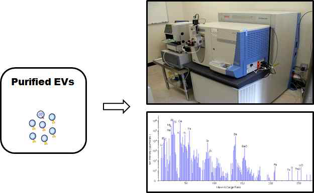 Mass spectrometry 분석