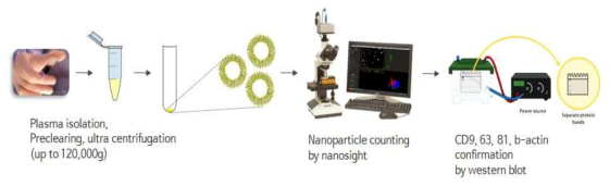 동물모델 혈액으로부터의 엑소좀 분리, 정제 및 분석 전략