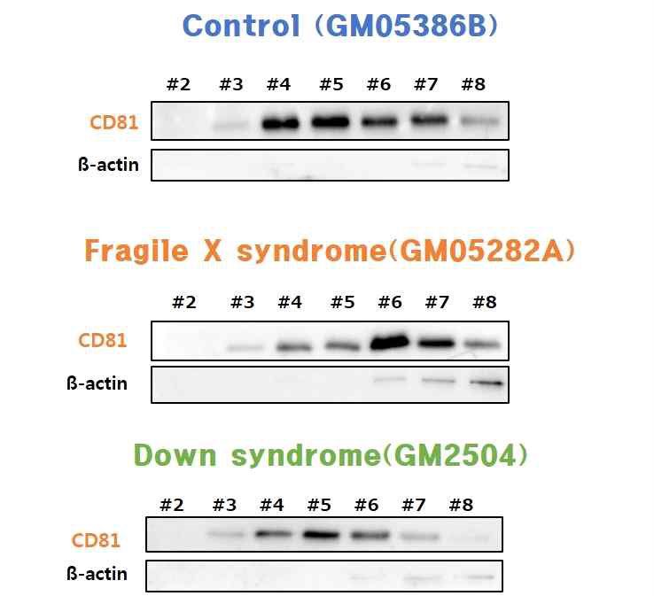 WB 분석법에 의한 엑소좀 마커 CD81 확인