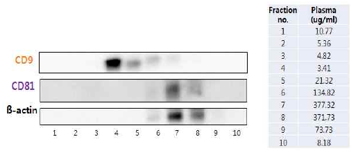 WB 분석법에 의한 동물모델 혈액 유래의 엑소좀 tetraspanins 확인 및 정량분석