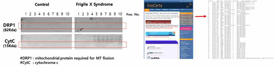 엑소좀 분획 내 미토콘드리아 components의 WB 분석 결과와 Exocarta의 엑소좀 단백질 DB 결과 매칭 및 분석