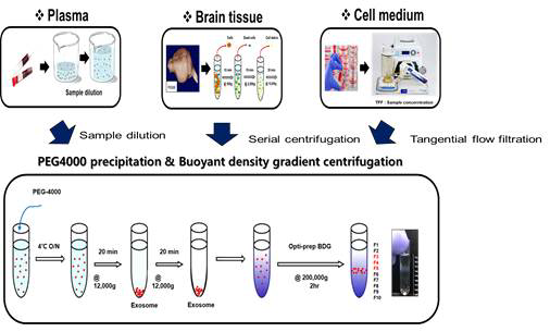 세포, 혈액, 대뇌피질 exosome 분리 모식도