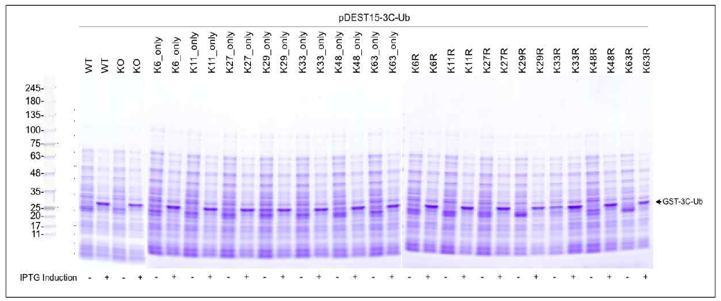 E.coli 시스템을 활용하여 항원단백질의 발현 유도