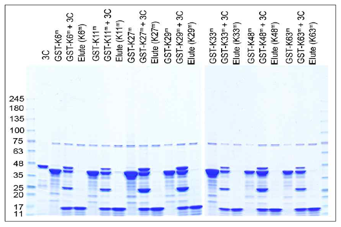 HRV 3C Protease (3C)를 이용하여 GST로부터 각 항원 단백질의 분리 유도