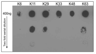 FK2 항체의 titration