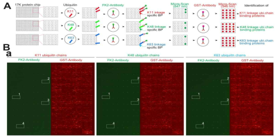 FK2 항체 및 단백질 칩을 활용한 유비퀴틴 결합 단백질의 동정