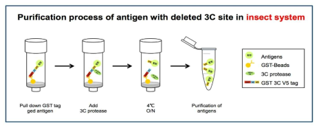 Insect세포를 이용한 항원 정제 시스템