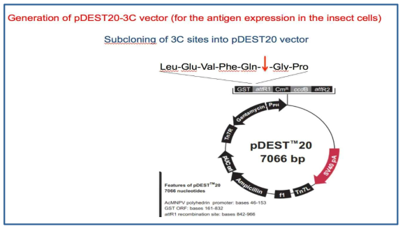 Insect 세포로 부터의 항원 단백질 정제 시스템의 확립을 위한 벡터제작