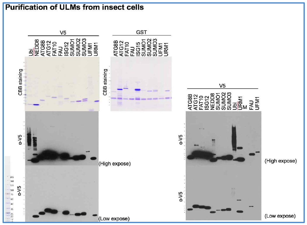 Insect system을 활용하여 UBLMs들의 발현 유도 및 정제 결과