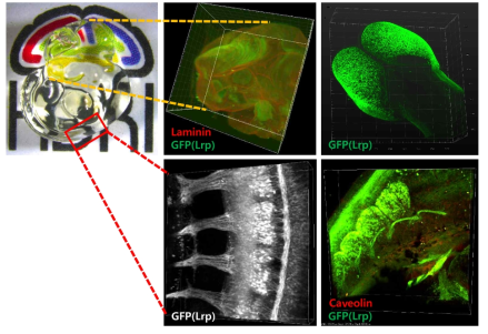 투명화 한 lrp-egfp 마우스 배아(E10.5)의 3차원 이미징