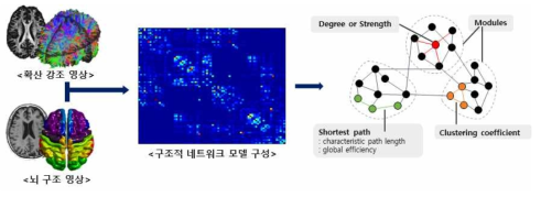 구조적 영상과 확산 강조 영상을 이용한 네트워크 분석 방법