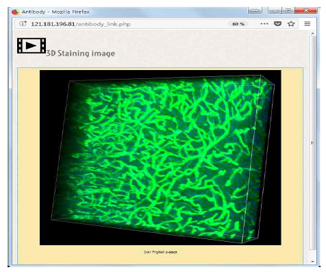 Used Antibody를 클릭하면 나오는 데이터의 3D 스테이닝 이미지화면