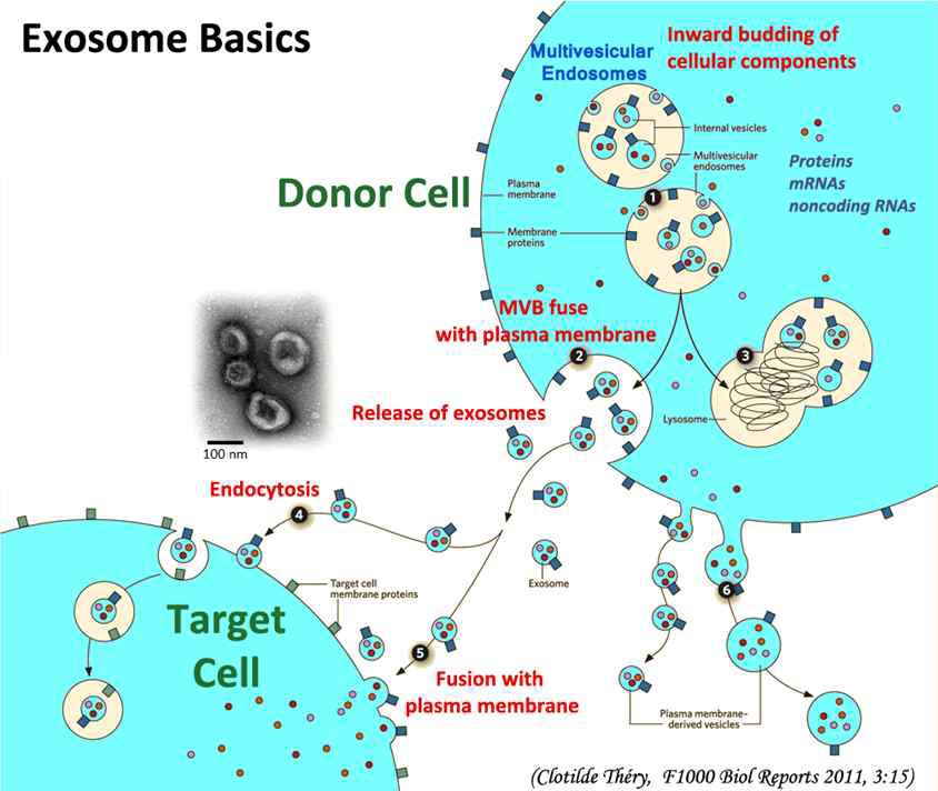 Extracellular vesicle의 생성과정 및 세포간 정보전달 과정