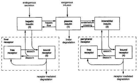 인슐린 대사 모델 구조
