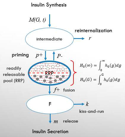 Cobelli Insulin secretion model