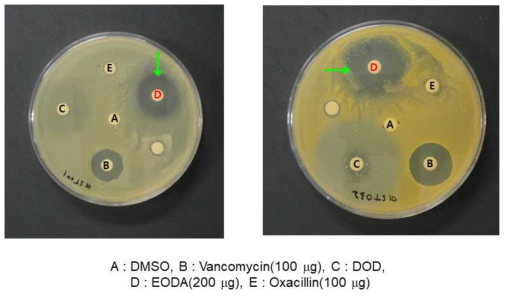 MRSA에 대한 EODA의 항균활성 확인. 두 균주 모두 병원환자에게서 분리한 균주임