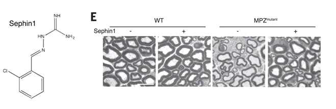 Sephin1 화학구조(좌측) 및 6개월령 생쥐모델의 신경세포에서 Myelin 강화효과(우측)