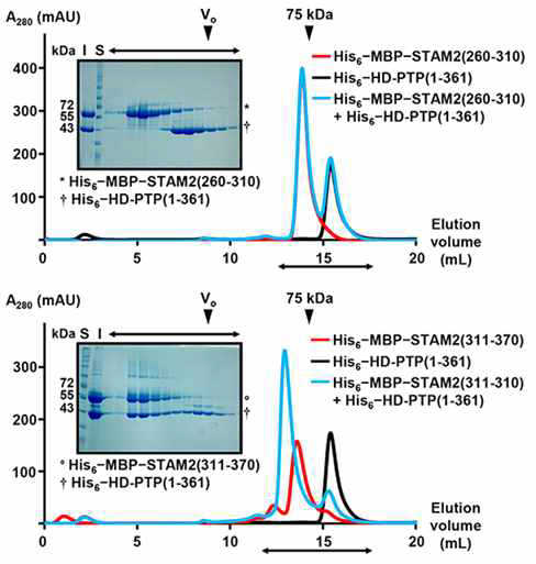 HD-PTP:STAM2 결합부위 확인 및 단백질 복합체 정제