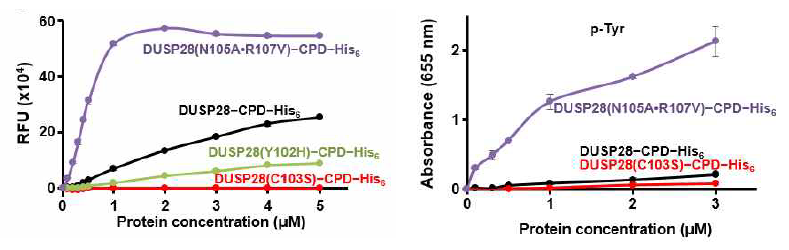 돌연변이 DUSP28의 pNPP (좌측) 및 인산화 타이로신 (우측)에 대한 효소 활성