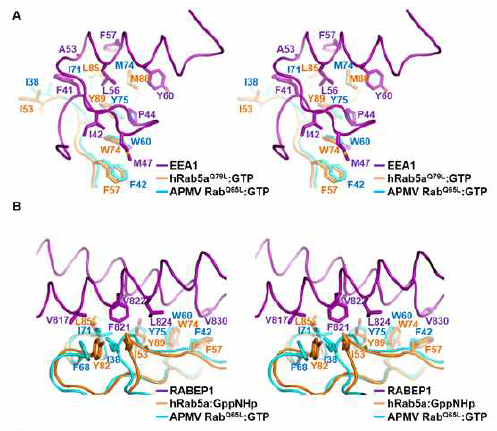 APMV Rab 활성화 형태와 effector 단백질 결합 모델링