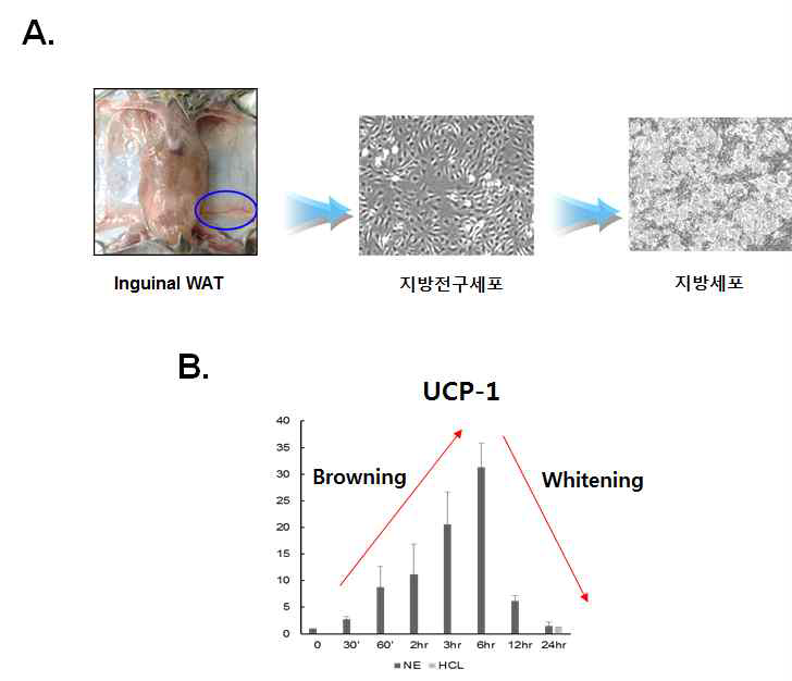 세포수준에서 유사갈색지방세포 활성/비활성 시스템 확립. A) Inguinal WAT 내 백색지방전구세포의 분리 및 지방세포로의 분화 시스템 확립. B) Norepinephrine (NE) 처리에 따른 지방세포의 browning/whitening 시스템 확립